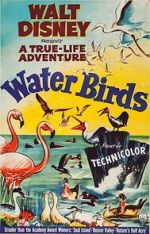 Watch Water Birds (Short 1952) Moviesjoy