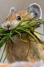 Watch Summer: Earth\'s Seasonal Secrets Moviesjoy