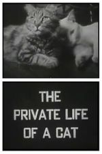 Watch The Private Life of a Cat (Short 1946) Moviesjoy