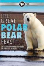 Watch The Great Polar Bear Feast Moviesjoy