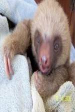 Watch Too Cute! Baby Sloths Moviesjoy