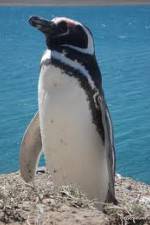 Watch National Geographic Wild Chronicles: Penguins Moviesjoy