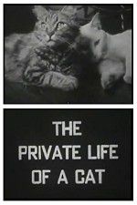Watch The Private Life of a Cat Moviesjoy