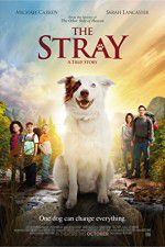 Watch The Stray Moviesjoy