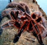 Watch Spidermania (TV Special 2002) Moviesjoy