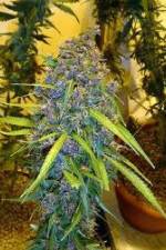 Watch Marijuana: It’s Time for a Conversation Moviesjoy