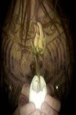 Watch A Zebra for Sally Moviesjoy