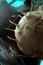 Watch Our Secret Universe: The Hidden Life of the Cell Moviesjoy