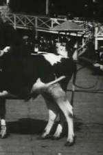 Watch Rube and Mandy at Coney Island Moviesjoy