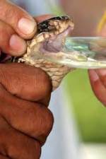 Watch History Channel Evolve: Venom Moviesjoy