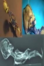 Watch Desert of the Skeletons Moviesjoy