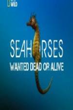 Watch National Geographic - Wild Seahorses Wanted Dead Or Alive Moviesjoy