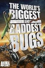 Watch Worlds Biggest and Baddest Bugs Moviesjoy