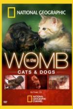 Watch National Geographic In The Womb Cats Moviesjoy