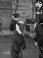 Watch Trained Bears Moviesjoy