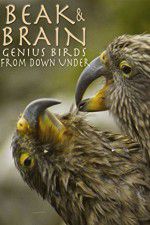 Watch Beak & Brain - Genius Birds from Down Under Moviesjoy
