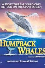 Watch Humpback Whales Moviesjoy