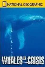 Watch National Geographic: Whales in Crisis Moviesjoy