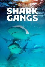 Watch Shark Gangs Moviesjoy