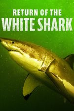 Watch Return of the White Shark Moviesjoy