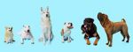 Watch How Dogs Got Their Shapes Moviesjoy