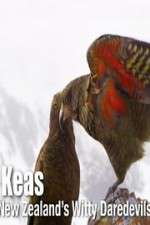 Watch Keas: New Zealand\'s Witty Daredevils Moviesjoy