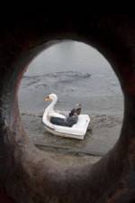 Watch Swandown Moviesjoy