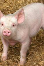 Watch Patent For A Pig: The Big Business of Genetics Moviesjoy