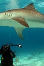 Watch Dive To Tiger Shark Central Moviesjoy