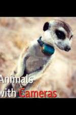 Watch Animals with Cameras Moviesjoy