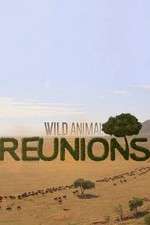 Watch Wild Animal Reunions Moviesjoy