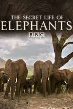 Watch The Secret Life of Elephants Moviesjoy