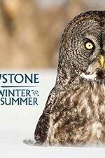 Watch Yellowstone Wildest Winter to Blazing Summer Moviesjoy