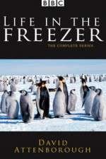 Watch Life in the Freezer Moviesjoy