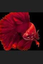 Watch Thailand: Earth's Tropical Paradise Moviesjoy