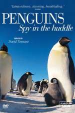 Watch Penguins Spy In The Huddle Moviesjoy