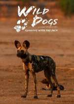Watch Wild Dogs: Running with the Pack Moviesjoy