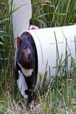 Watch Aussie Animal Island Moviesjoy