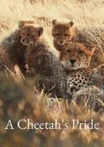 Watch A Cheetah\'s Pride Moviesjoy
