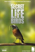 Watch Iolo's Secret Life of Birds Moviesjoy