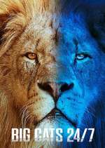 Watch Big Cats 24/7 Moviesjoy