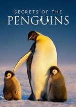 Watch Secrets of the Penguins Moviesjoy