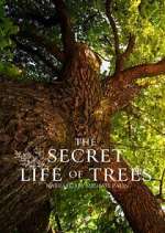 Watch The Secret Life of Trees Moviesjoy