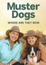 Watch Muster Dogs: Where Are They Now? Moviesjoy