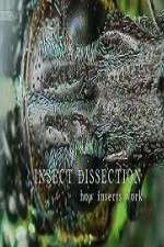 Watch Insect Dissection How Insects Work Moviesjoy
