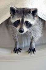 Watch Ingenious Animals Moviesjoy