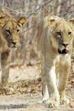 Watch Lion Country: Night and Day Moviesjoy