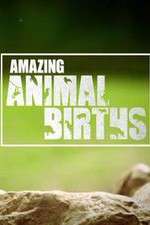 Watch Amazing Animal Births Moviesjoy