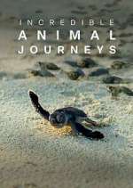 Watch Incredible Animal Journeys Moviesjoy