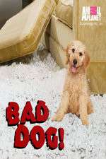 Watch Bad Dog! Moviesjoy